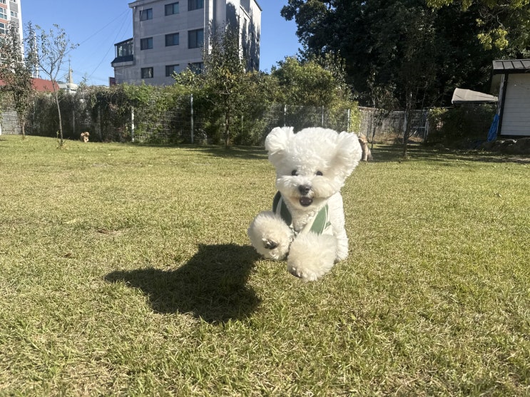  위례 애견호텔 라드독:) 독피트니스로 균형 잡고 넓은 천연잔디 운동장에서 놀자~