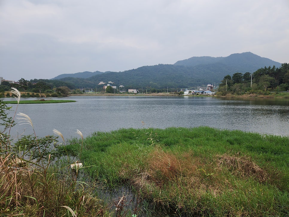 연화제 사진 3