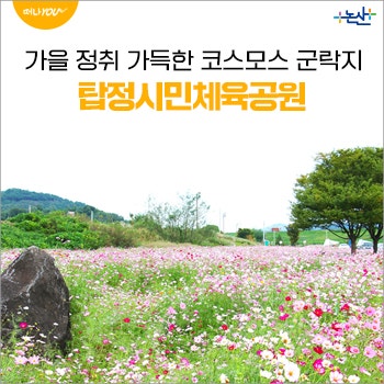 가을 정취 가득한 탑정시민체육공원 코스모스 군락지