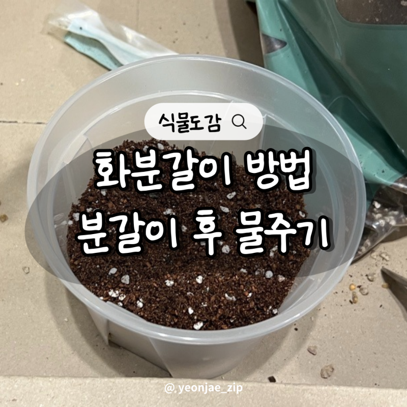 화분갈이 방법 분갈이 후 물주기 하는 법