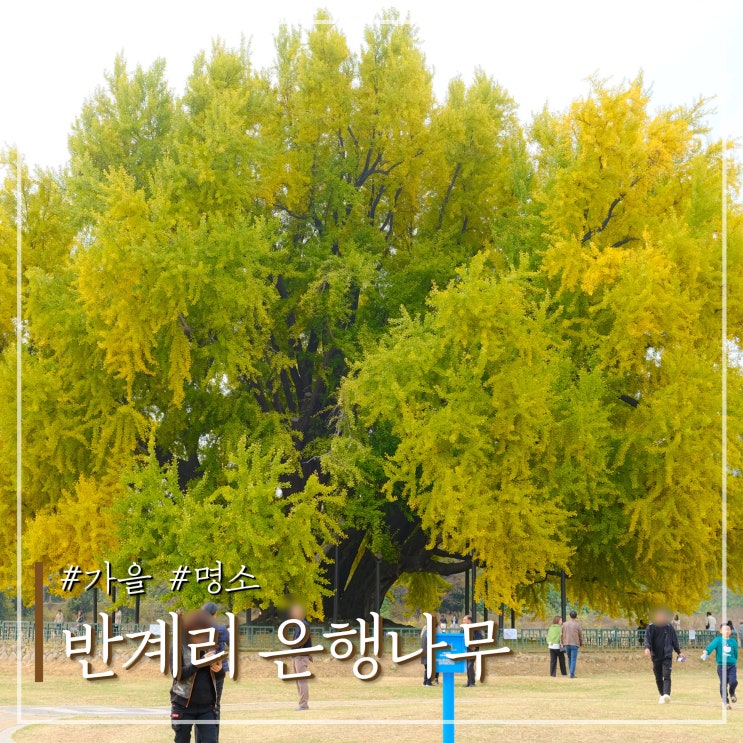  원주 반계리 은행나무 실시간 cctv 확인 방법