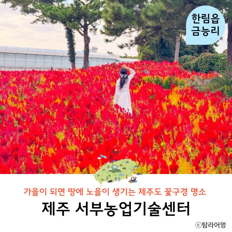 11월 제주도 서쪽 가볼만한곳 서부농업기술센터