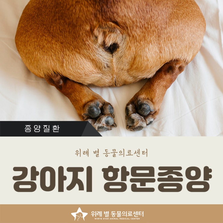  위례동물병원 강아지 항문 부음 종양 제거 수술