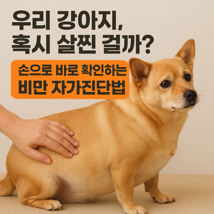   강아지 비만 자가진단법: 우리 아이, 살이 찐 걸까?