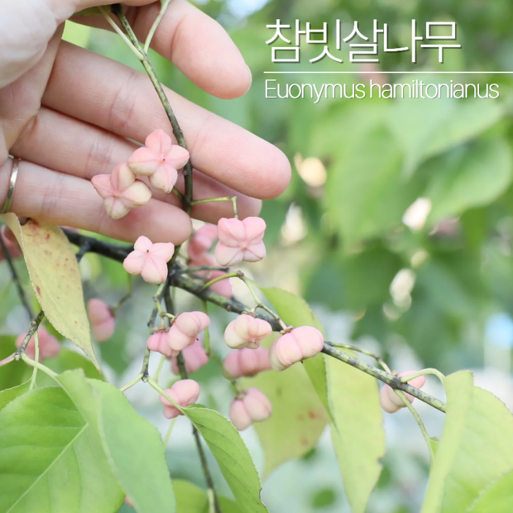  참빗살나무 포토 열매 먹어도 될까?