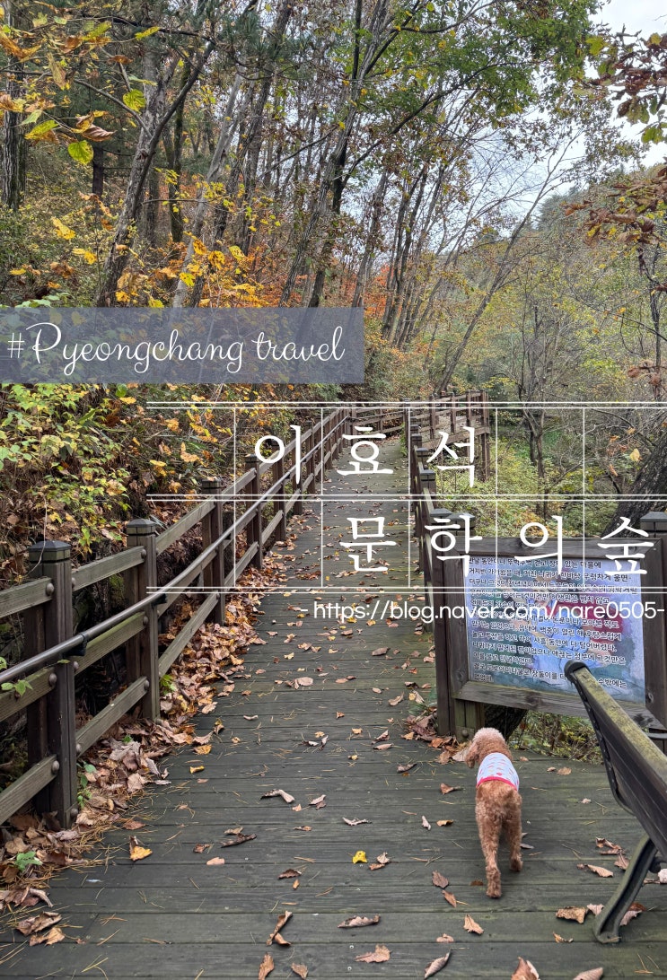  강원도 평창 봉평 애견 동반 가을 산책 공원 이효석 문학의 숲 봉평 시장