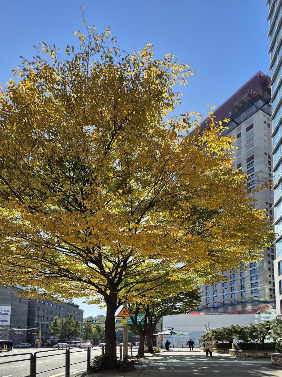 국립국악원 담소원 사진 2