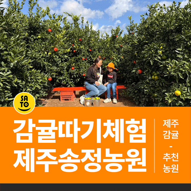  제주도 제주 감귤따기 체험 무한시식 제주공항 인근 제주송정농원