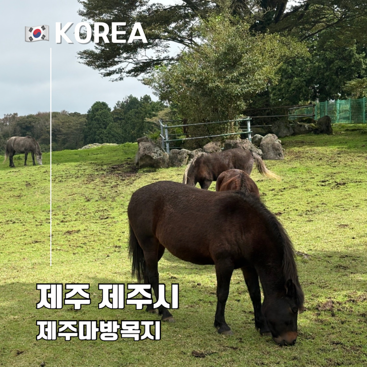  제주마방목지 제주 여행 아이와 가볼만한 곳 주차 입장료 516도로