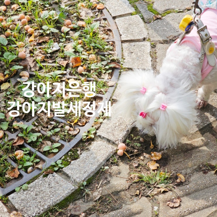  가을 강아지 산책길의 복병, 강아지에게 치명적인 은행 열매 주의보!