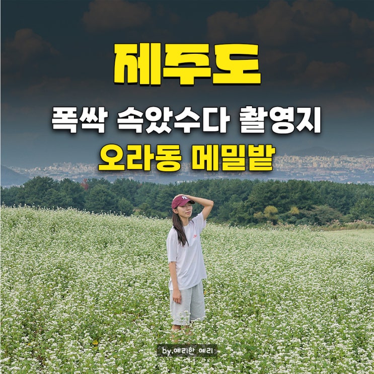  제주 오라동 메밀꽃밭 폭싹 속았수다 제주도 촬영지 오라 메밀밭 10월 입장료 & 임시 휴무기간