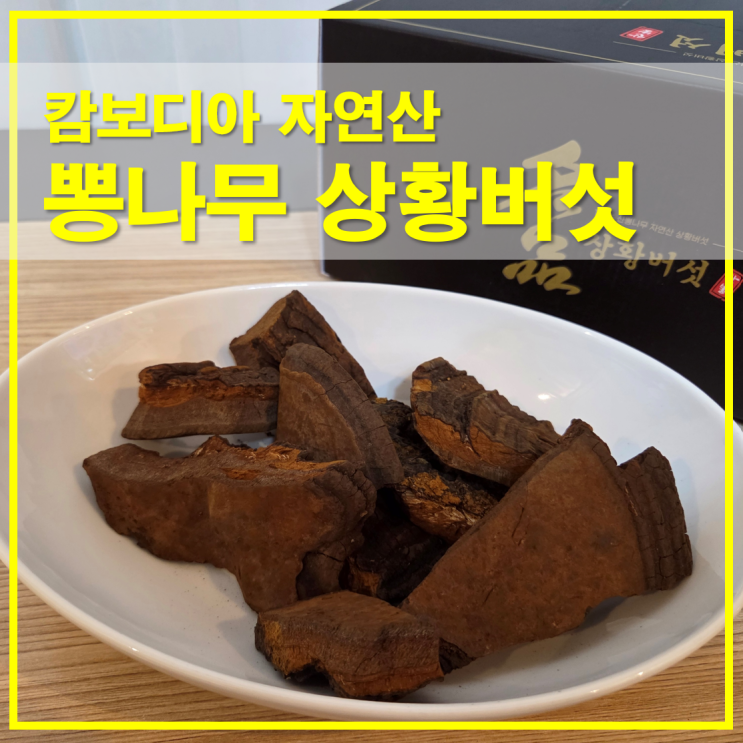  자연상황 캄보디아 자연산 뽕나무 상황버섯 가격과 먹는방법
