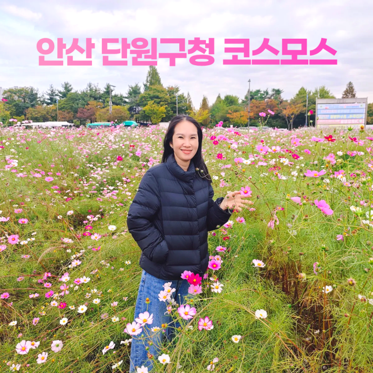  안산 단원구청 가을 코스모스 위치