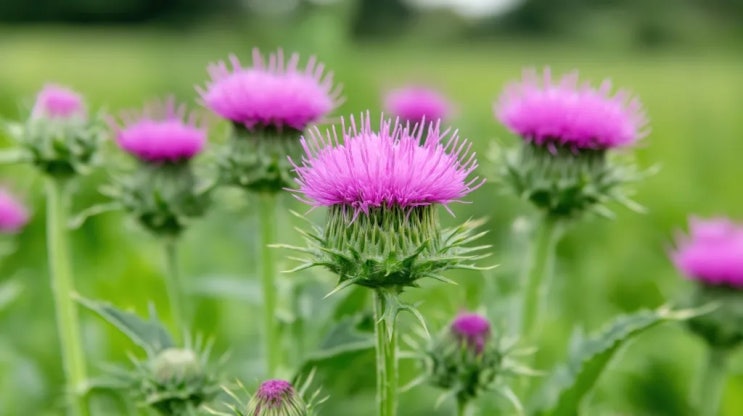  (인디샘 컨설팅) 인도에서 수입하는 밀크시슬(Milk Thistle) COA에 자주 나오는 NMT와 NLT는 품질 기준을 나타내는 약어에 대한 간단 설명