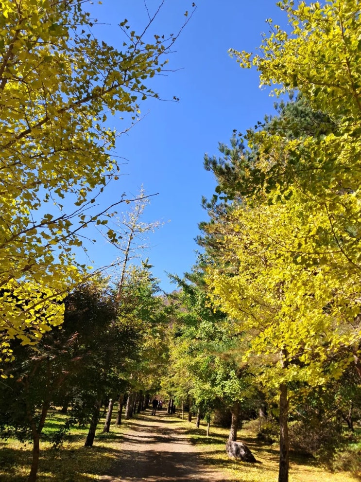  일 년에 단 한 달만 개방! 홍천은행나무숲 + 공작산 수타사 산소길