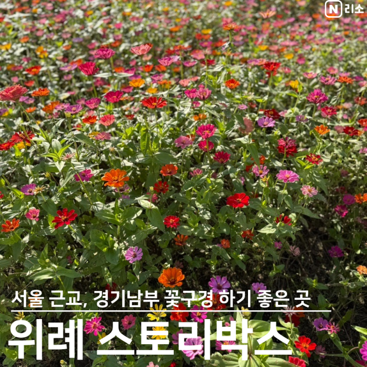  경기도 가을 꽃구경 서울근교 아기랑 코스모스 사진 찍기 좋은 곳 성남 위례 스토리박스