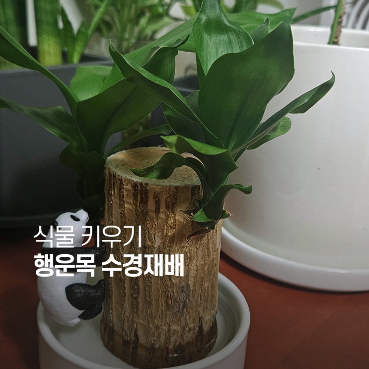  행운목 수경재배 키우기