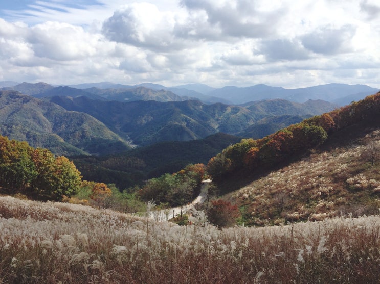  민둥산 억새축제 셔틀버스 주차 / 초보 등산자 난이도 후기