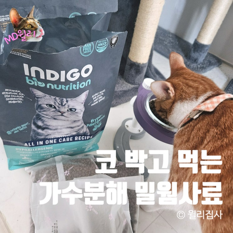  고양이 알러지 사료 추천 기호성 좋은 인디고 인섹트 곤충 밀웜 사료