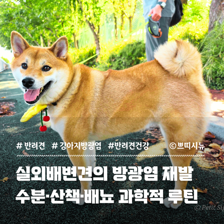  강아지 방광염 재발 시 효과적인 관리법 | 실외배변견의 수분·산책·배뇨의 과학적 타이밍
