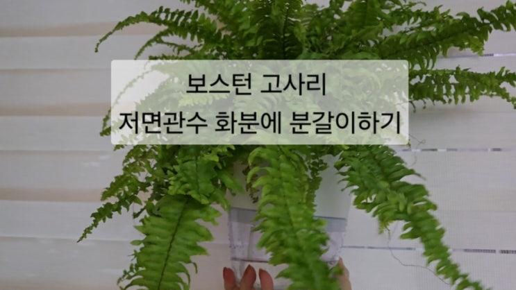  보스턴 고사리 저면관수 화분에 분갈이하기 정리 /리얼 분갈이 후기