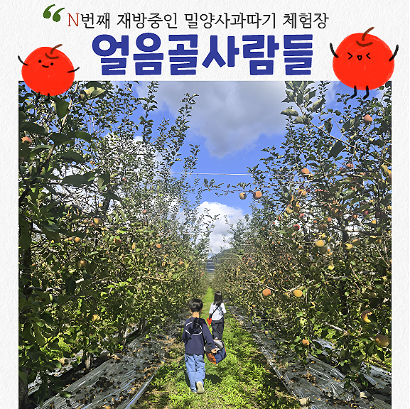 밀양 아이랑 체험 얼음골사람들 사과따기 체험 방법 기간 장소