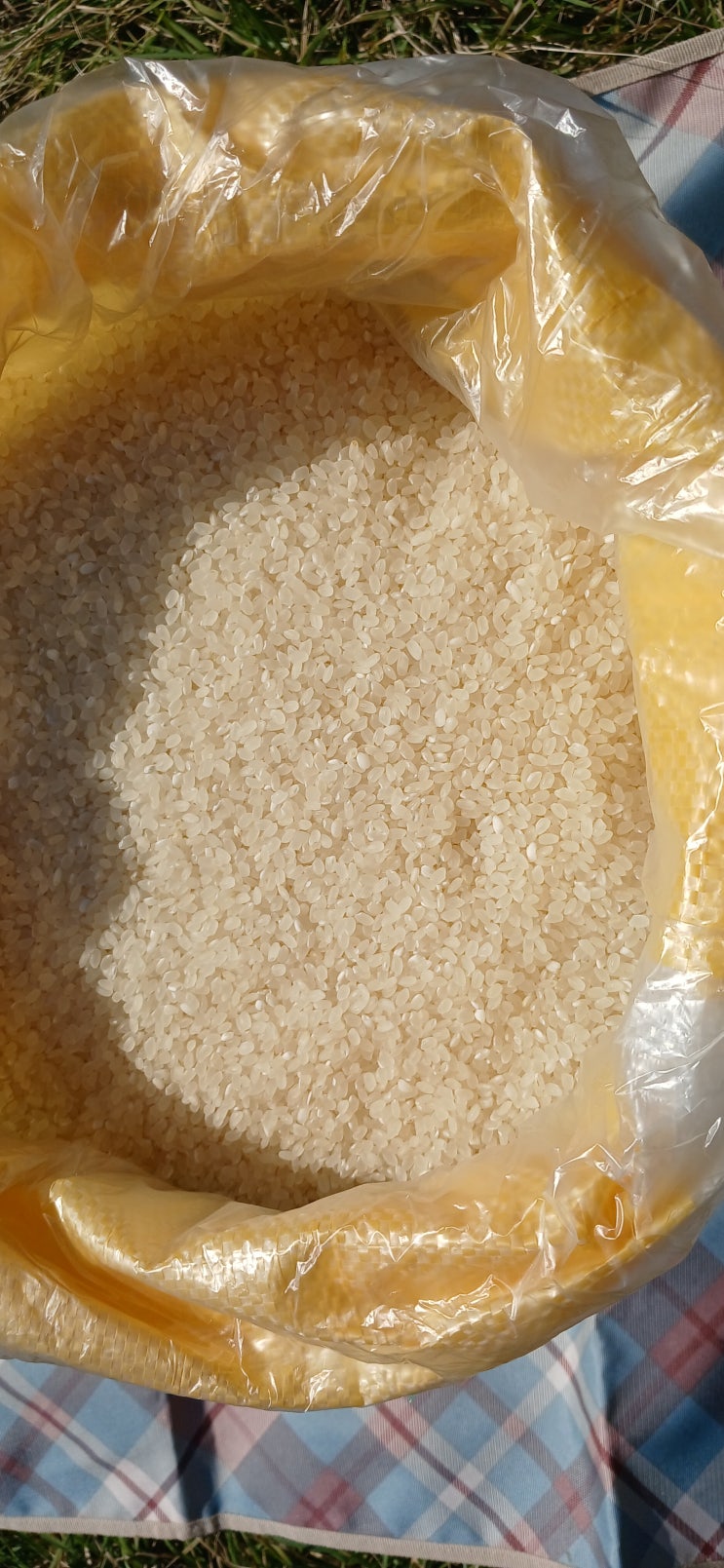  친환경 햅쌀 무료 배송 판매 -영광 생산-