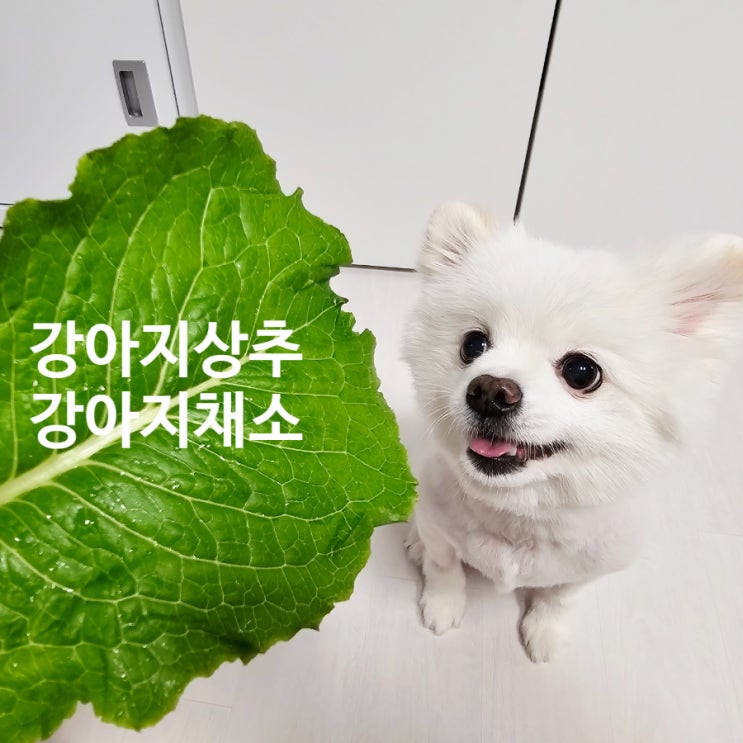  강아지 상추 먹어도 될까? 안전한 급여 방법 알려드려요