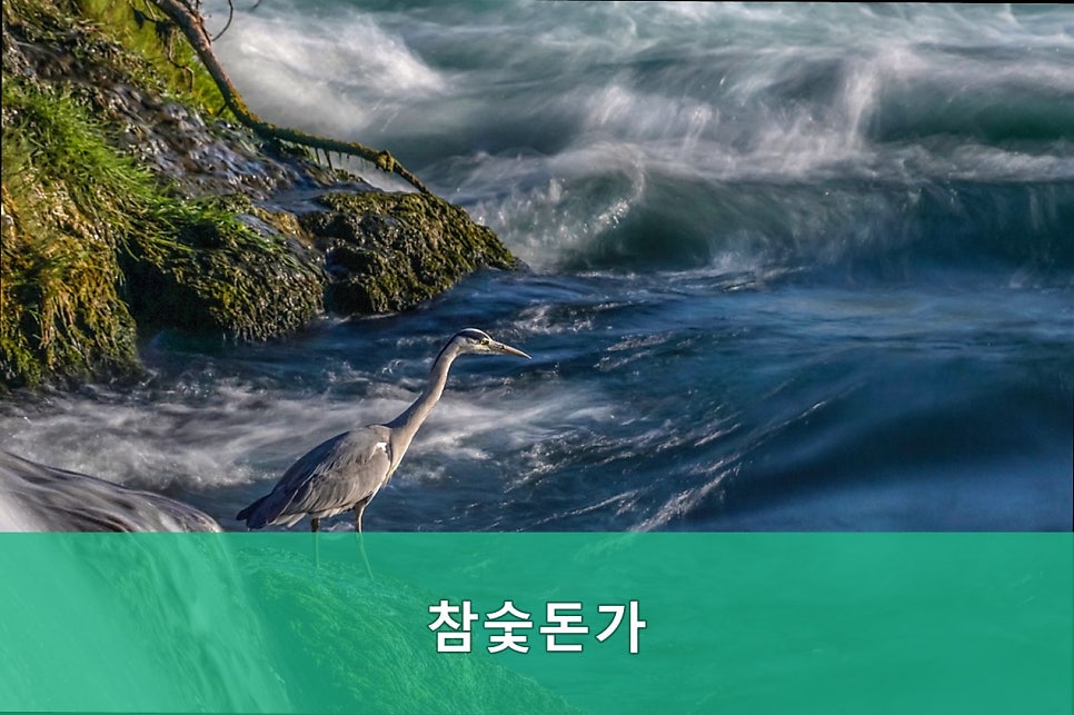 참숯돈가 사진 5