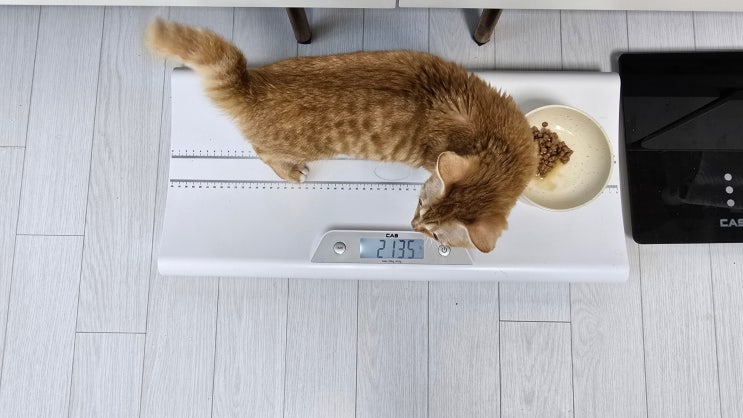  모카의 새로운 행동 변화와 희망의 신호 - 고양이 복막염 신약 효과