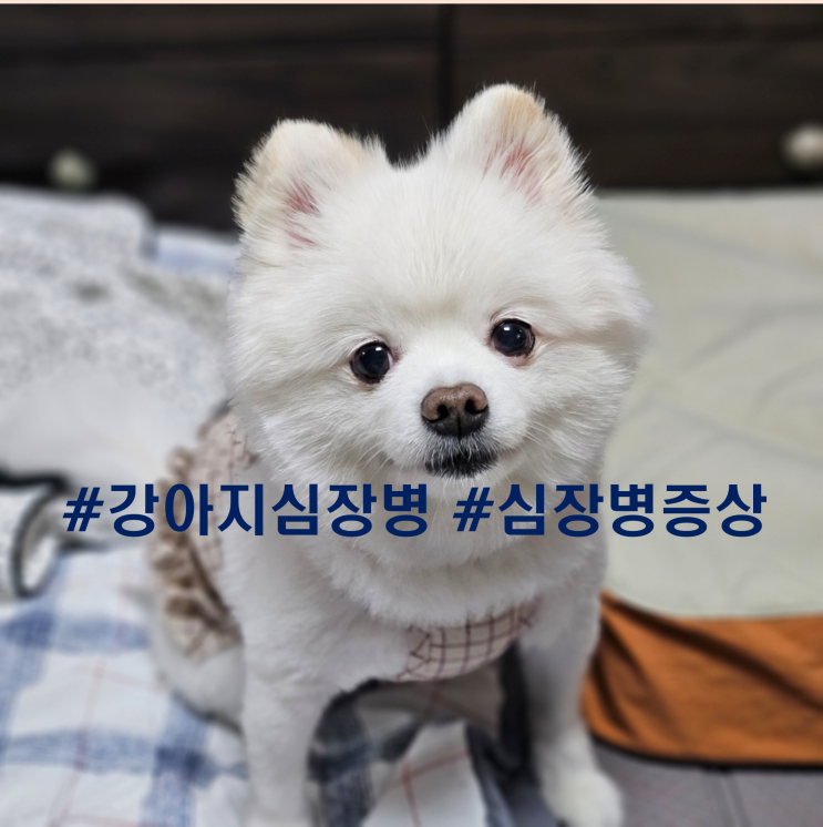  강아지 심장병: 종류, 증상, 관리법 한눈에 알아봐요