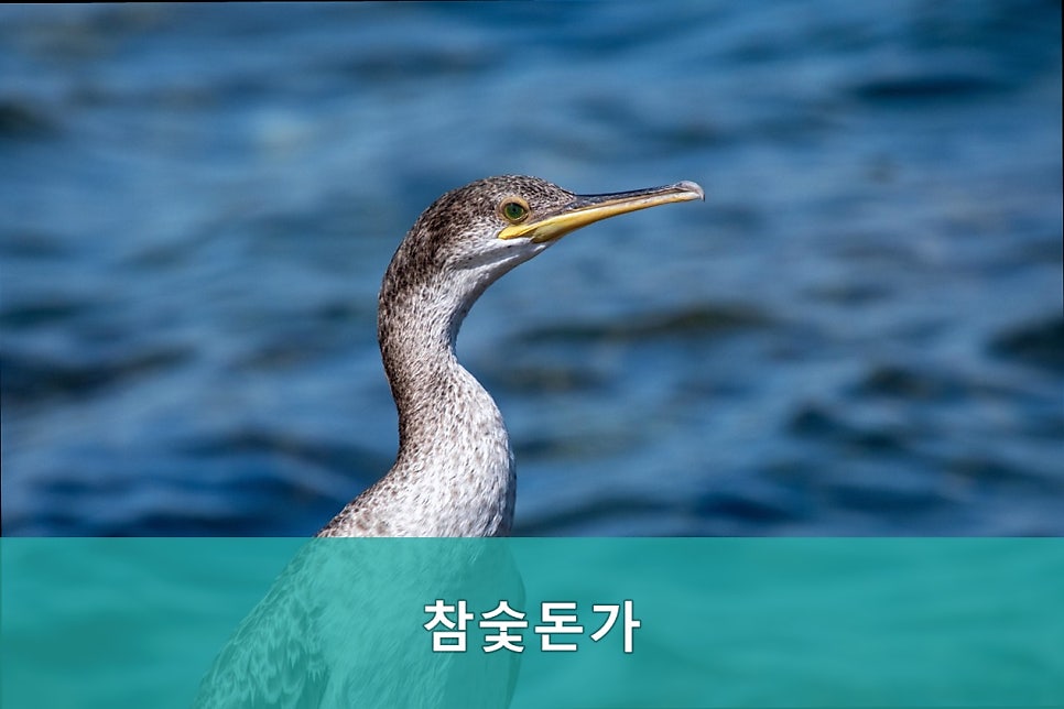 참숯돈가 사진 2
