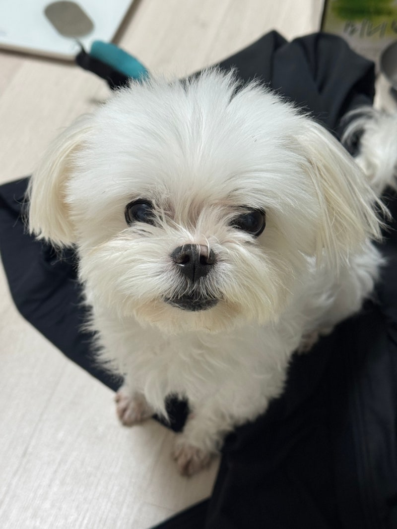 12살 노견 강아지 스케일링 후기와 귀연고 부작용으로 인한 청력 상실 이야기(1)