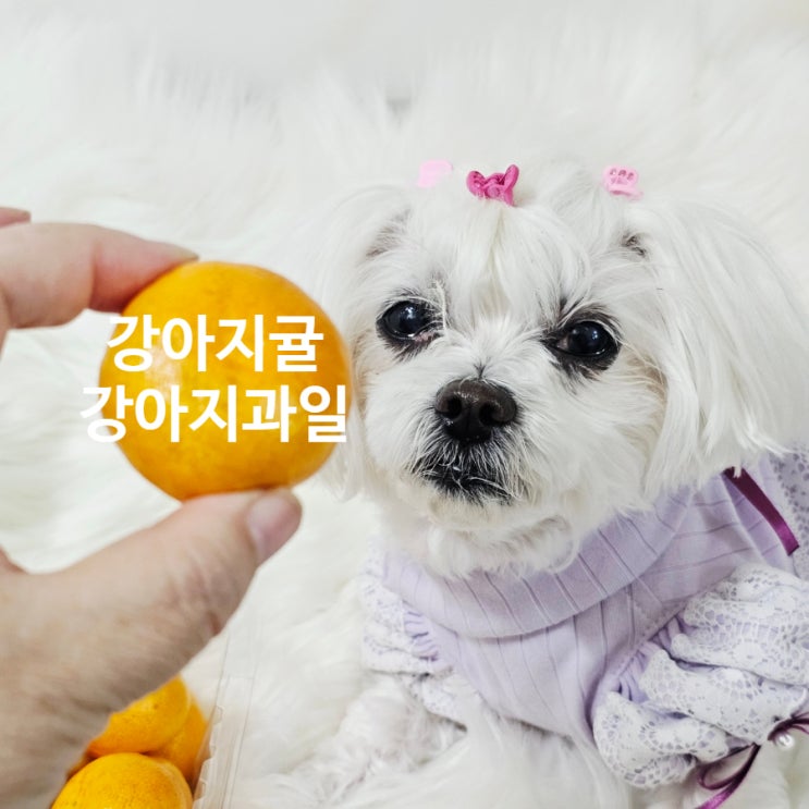  강아지 귤 먹어도 될까요? 껍질·씨앗만 조심하면 안전한 과일이에요