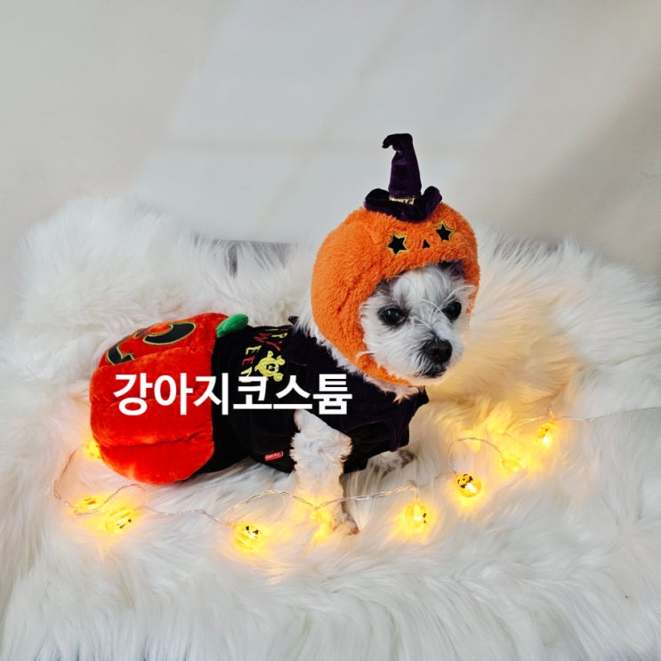  강아지 코스튬, 귀여움 폭발! 할로윈데이 강아지와 안전하게 즐기기