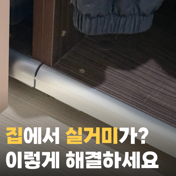 집에서 집유령거미 실거미 나오는 이유 퇴치 방법까지