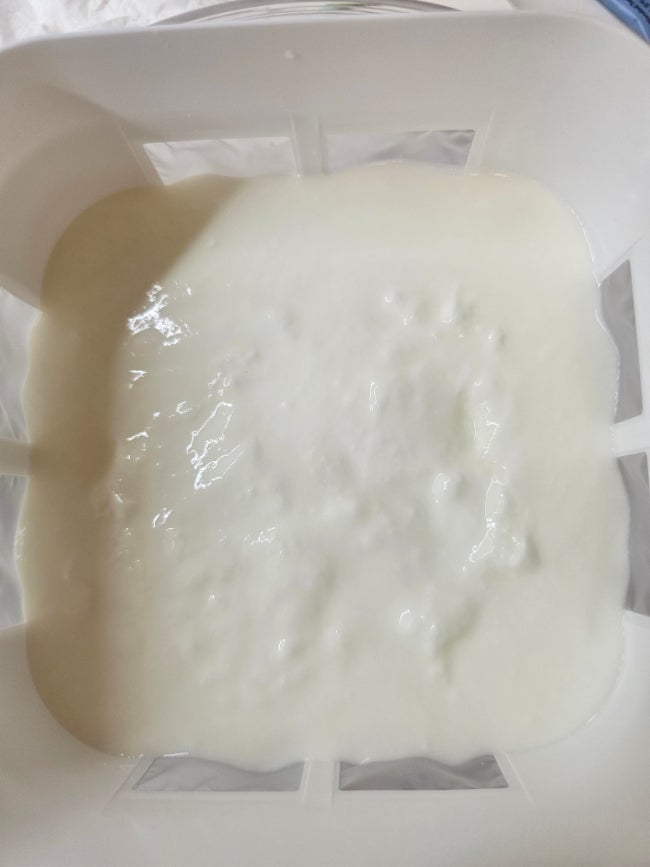 퀸누스 사코유산균 yab450ab 후기, 요거베리 요거트스타터와 맛 비교/그릭요거트만들기 /내돈....