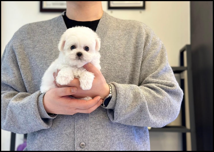  대구에서 나만의 반려견 만나기 강아지분양 꿀팁과 아이러브독 대구점 추천