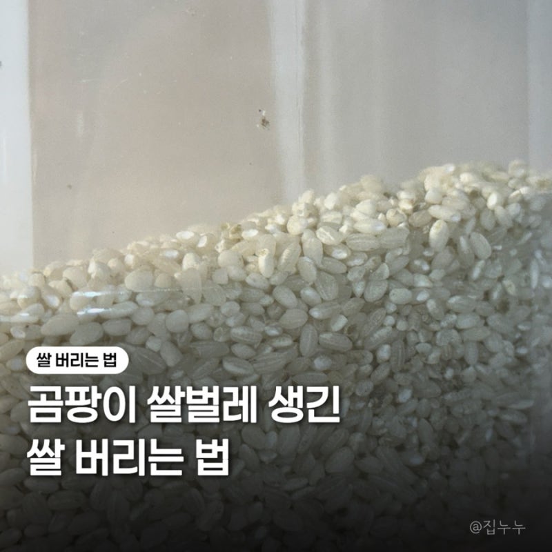 쌀 버리는 법 곰팡이 쌀벌레 생겼을 때 처리 방법