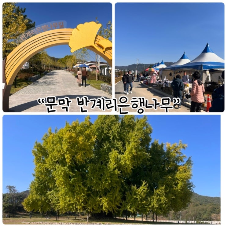  25년 10월28일 문막 반계리은행나무
