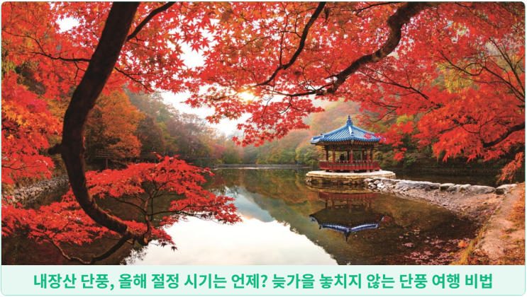  내장산 단풍, 올해 절정 시기는 언제? 늦가을 놓치지 않는 단풍 여행 비법