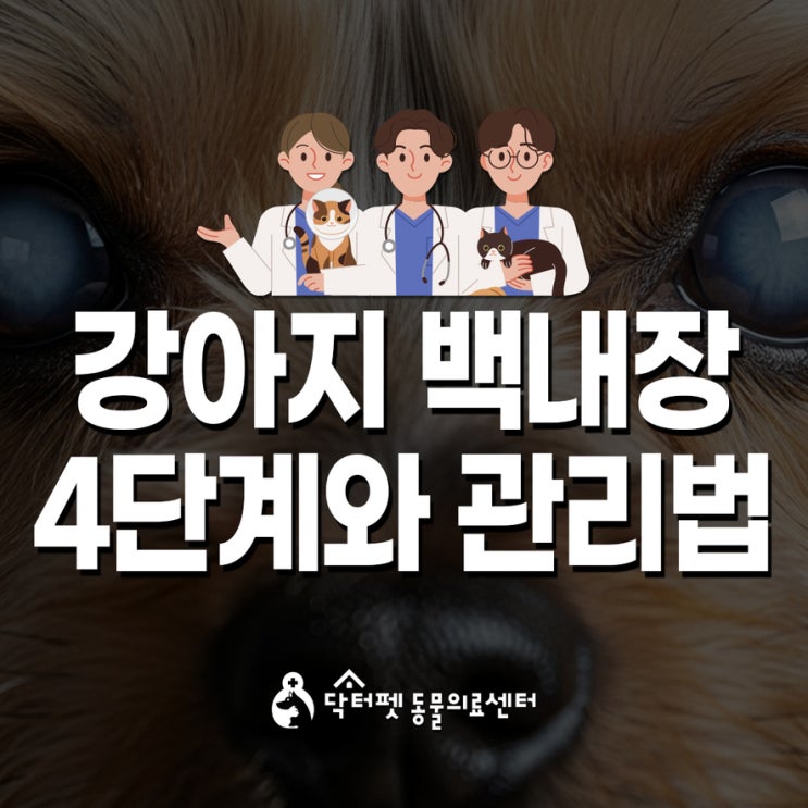  강아지 백내장 4단계와 관리법 조기 발견으로 진행 늦출 수 있어요 부산 노령견 동물병원