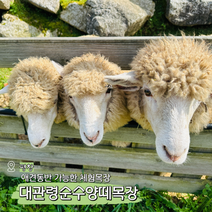  대관령순수양떼목장 평창 애견동반 가볼만한곳