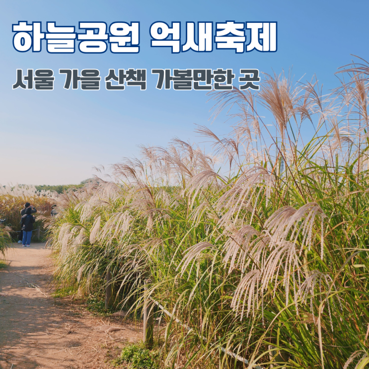  상암 하늘공원 억새축제 댑싸리 가을 10월 서울 공원 산책 가볼만한 곳