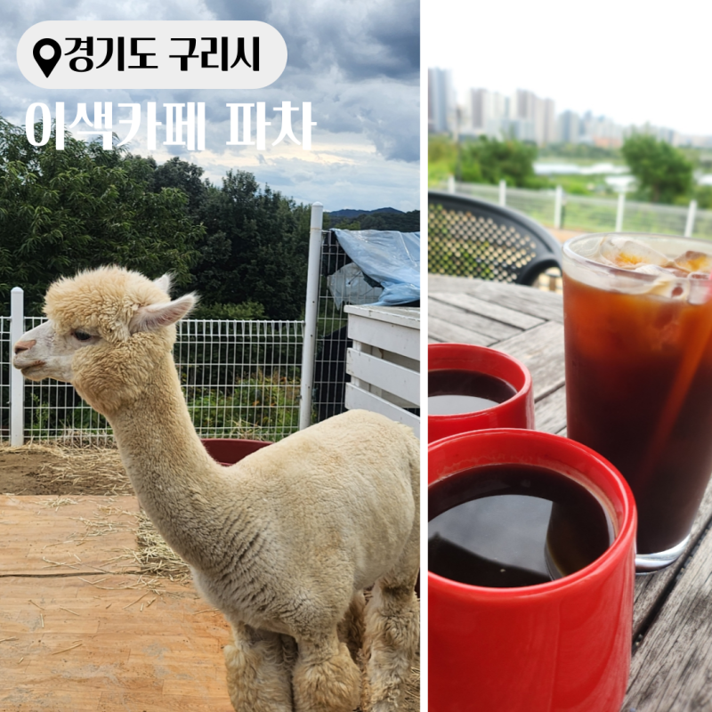 남양주 김병지 카페 알파카와 편안한 분위기의 서울 근교 이색 카페 구리 파차 카페