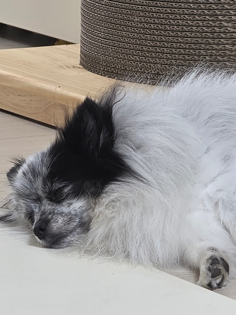 강아지 꿈 해몽 다친 강아지 보는 꿈과 데려오는 꿈 정리