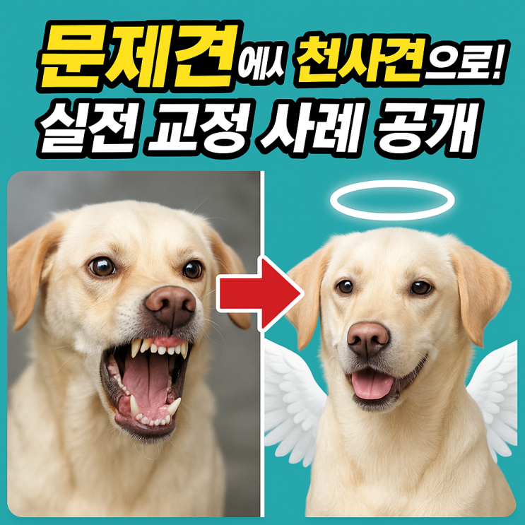   강아지 문제 행동 교정 사례 | 짖음·물기·분리불안까지 해결한 실제 훈련 스토리