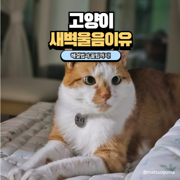 고양이 새벽에 자꾸 우는 이유 5가지와 해결법 꿀팁까지