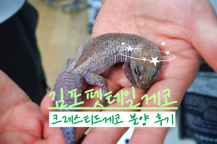  김포파충류샵 펫테일게코 전문샵 도마뱀집사TV 크레스티드게코 분양 후기