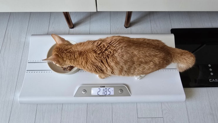  체중 변화와 화장실 습관의 작은 진전 - 고양이 복막염 치료